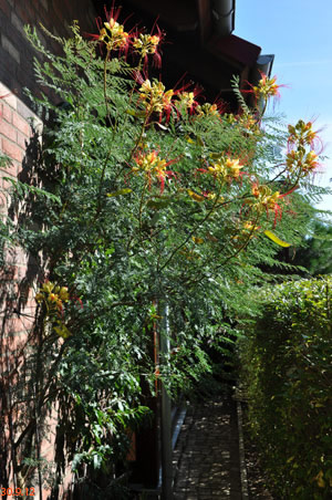 caesalpinia giliesii